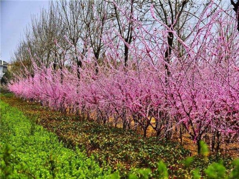 辽宁开原重瓣榆叶梅小苗京梅杯苗小桃红工程苗繁育基地