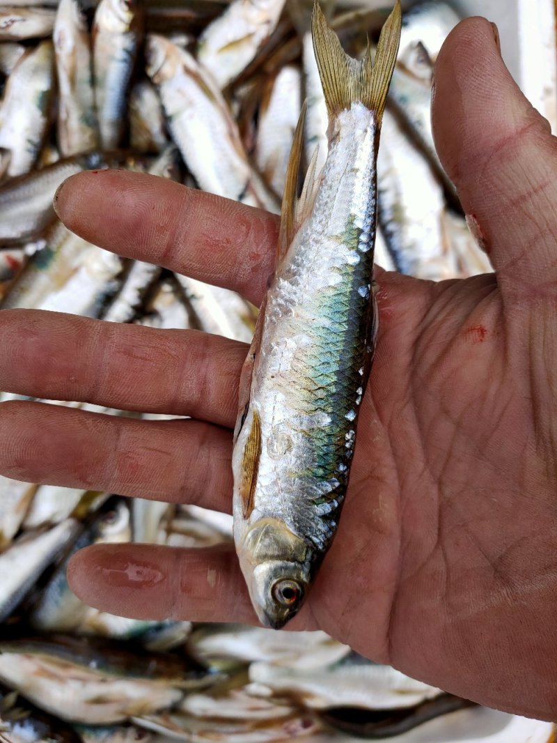 马口鱼，小嘴马口鱼，桃花马口，没有土腥味，鲜货干货都可以