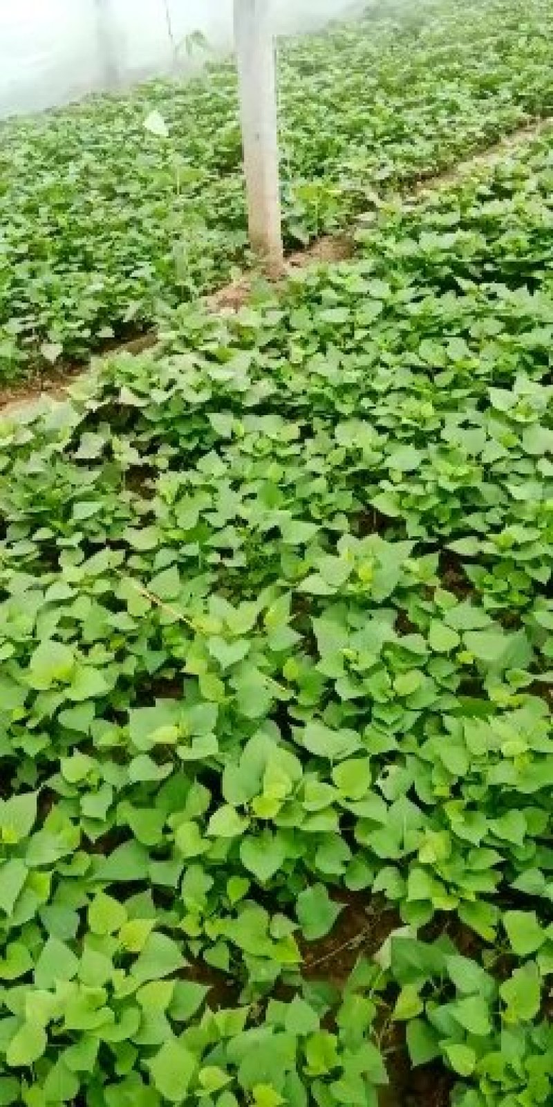 河南原阳龙9红薯苗单行单垄苗子粗壮
