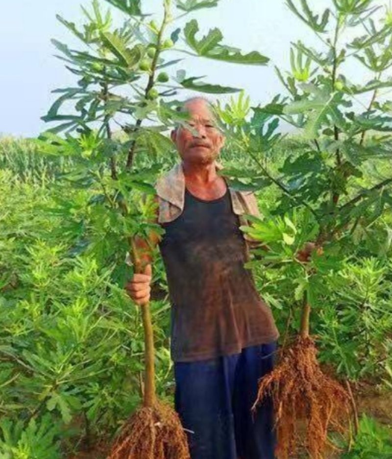 波姬红无花果苗果大味甜根系发达易成活包邮
