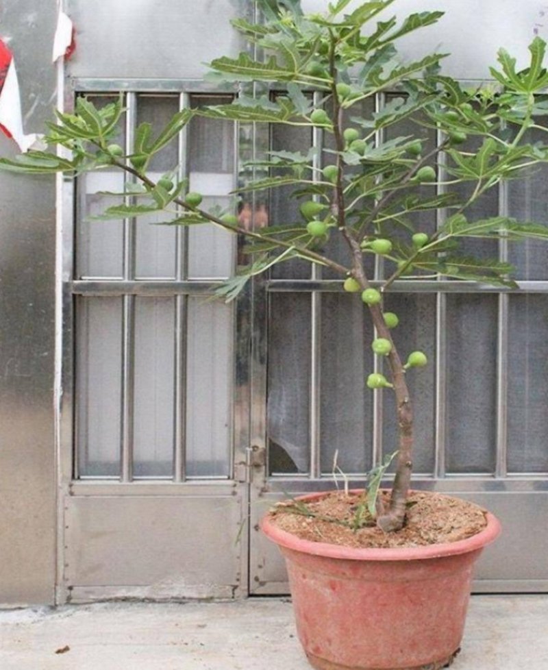 波姬红无花果苗果大味甜根系发达易成活包邮