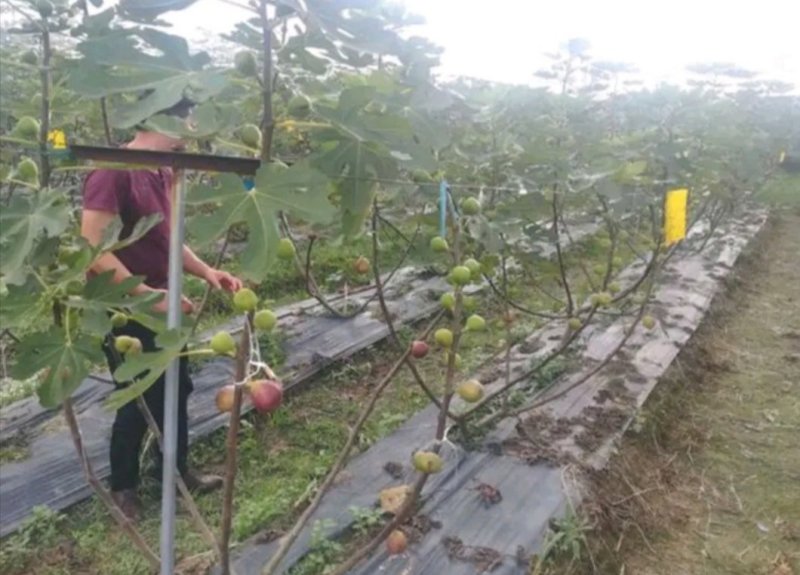 波姬红无花果苗果大味甜根系发达易成活包邮