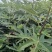 波姬红无花果苗果大味甜根系发达易成活包邮