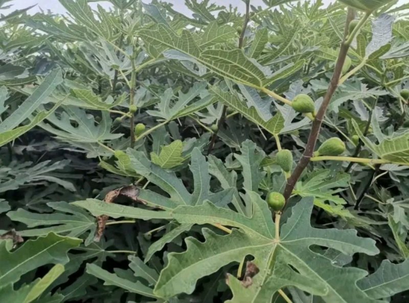 波姬红无花果苗果大味甜根系发达易成活包邮