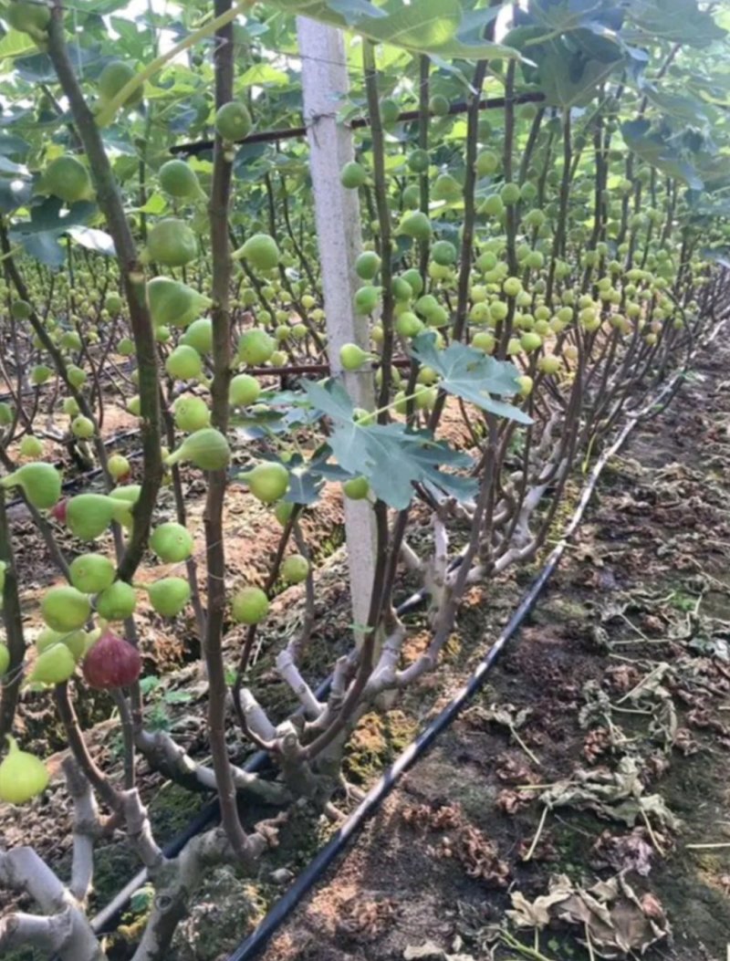 波姬红无花果苗果大味甜根系发达易成活包邮
