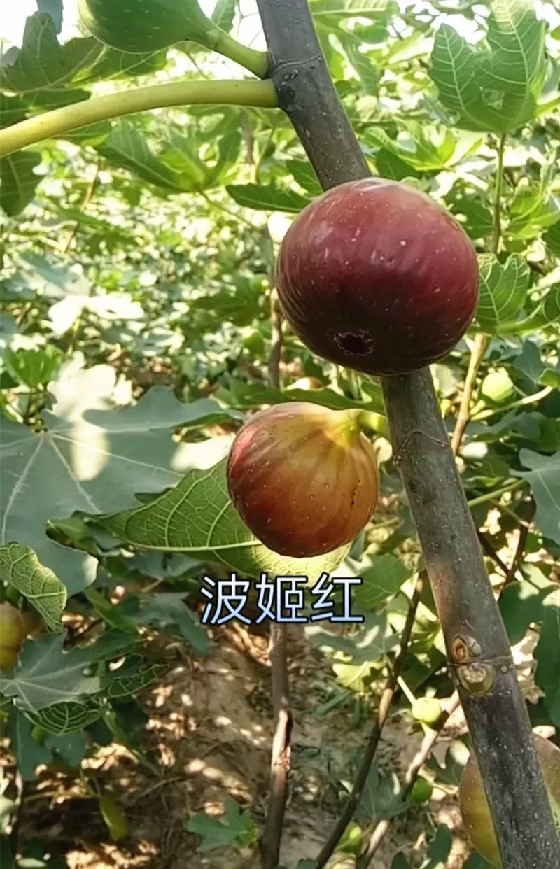 波姬红无花果苗果大味甜根系发达易成活包邮