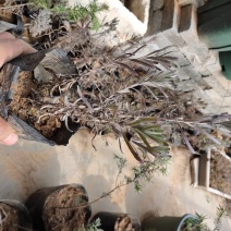 薰衣草