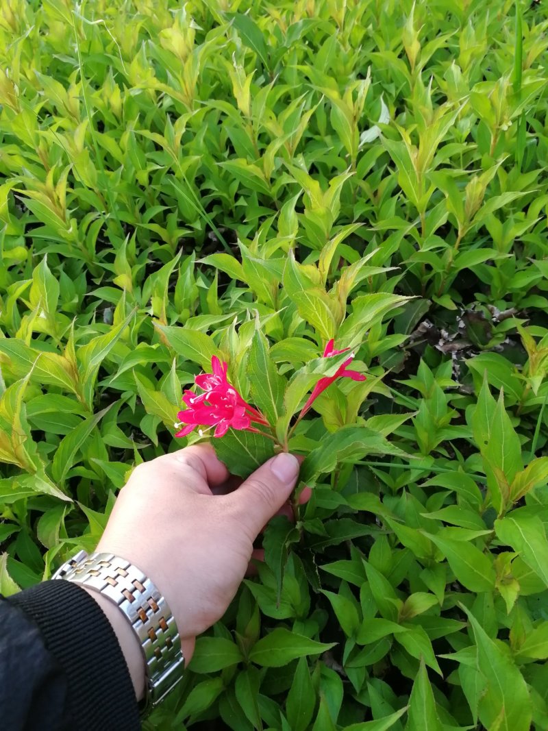 辽宁开原红花王子锦带扦插小苗工程苗杯苗繁育基地