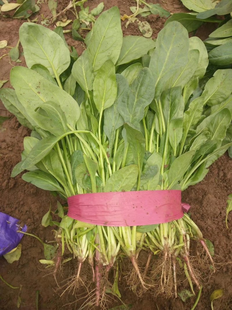 菠菜大量供应，永年蔬菜基地