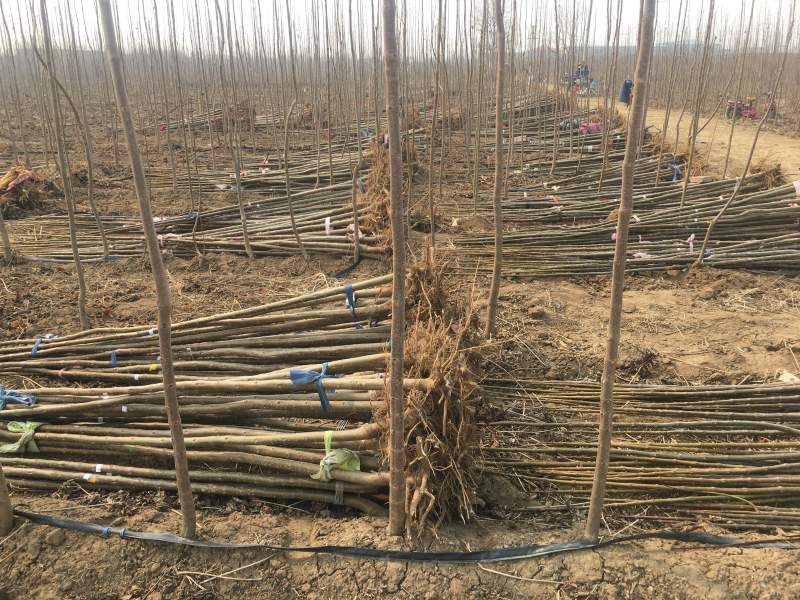 3公分精品楸树大量出货中