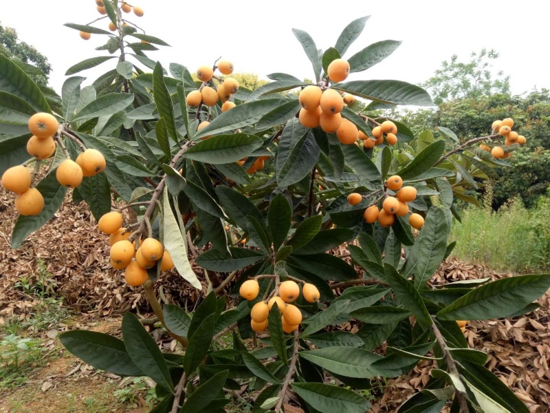 枇杷苗、枇杷苗、枇杷苗