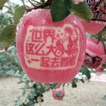 运城中条山高原冰糖心红富士脆甜爽口，欢迎八方来客前来品鉴