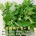 精品竹叶空心菜种子，耐热耐涝，质脆，味浓，商品性佳