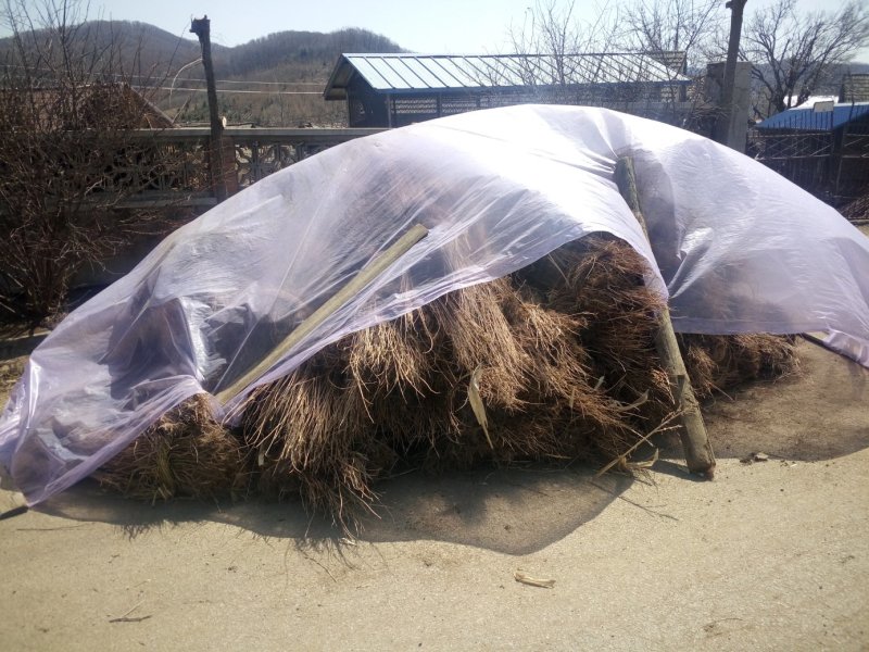 辽宁开原刺槐小苗工程苗杯苗繁育基地