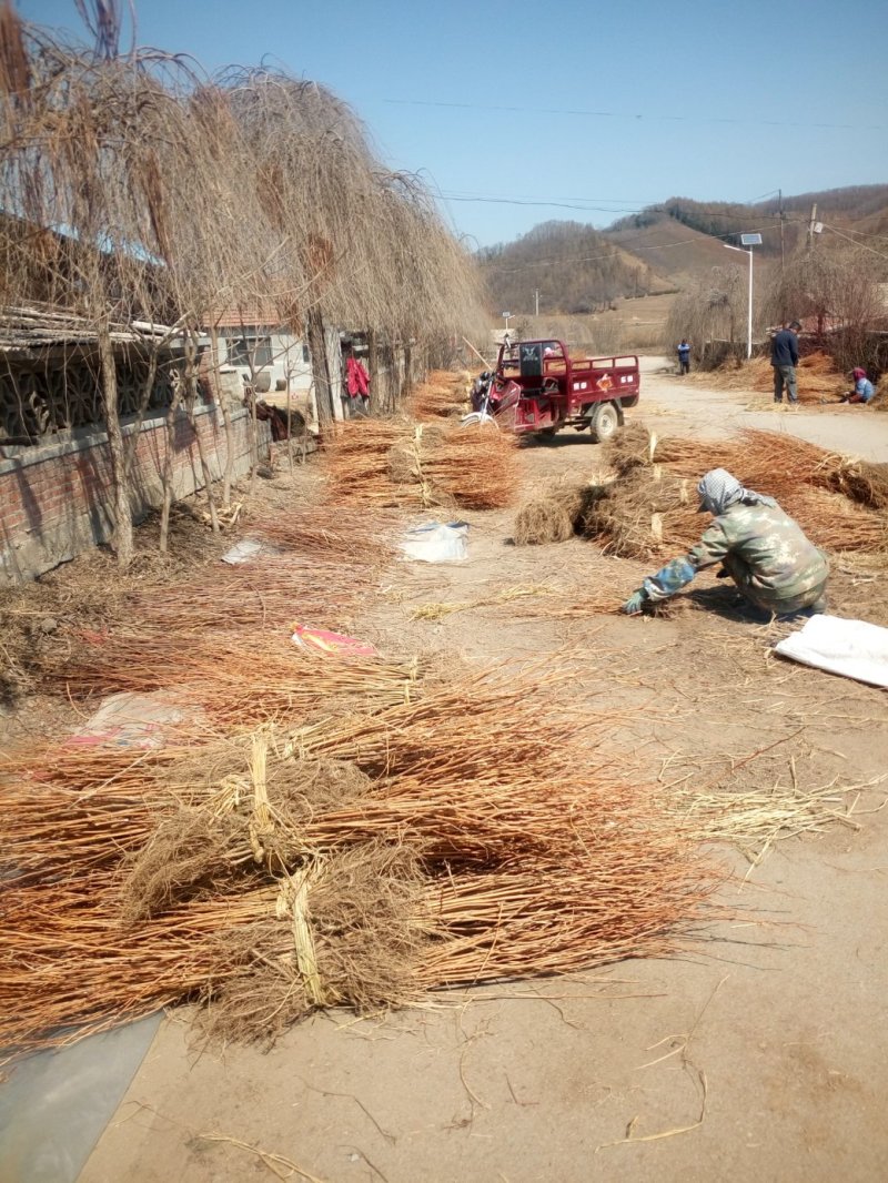 辽宁开原刺槐小苗工程苗杯苗繁育基地