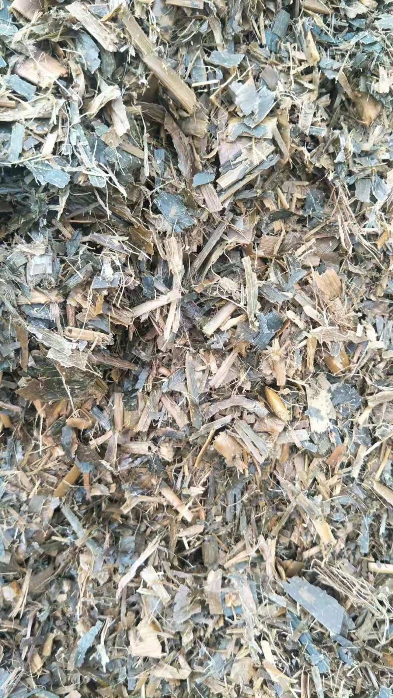 纯玉米秸秆青储
