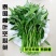 精品竹叶空心菜种子，耐热耐涝，质脆，味浓，商品性佳