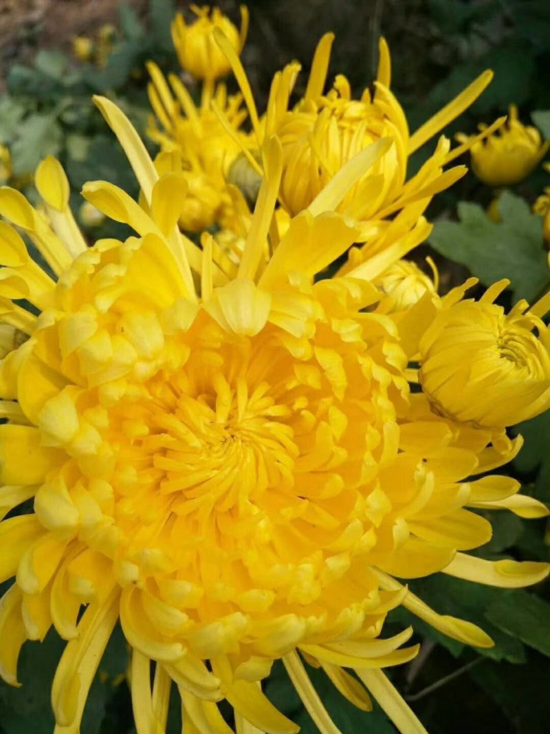 【精选】菊花苗包成活基地直发，一手货源，品种繁多，欢迎采
