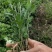 【精选】菊花苗包成活基地直发，一手货源，品种繁多，欢迎采