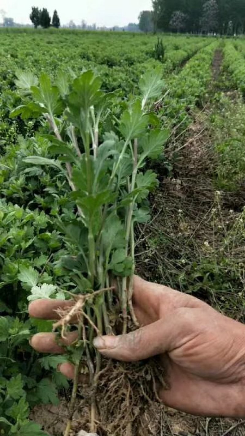 【精选】菊花苗包成活基地直发，一手货源，品种繁多，欢迎采