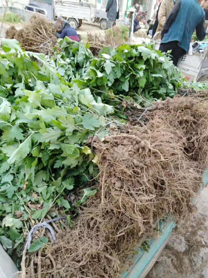 【精选】菊花苗包成活基地直发，一手货源，品种繁多，欢迎采