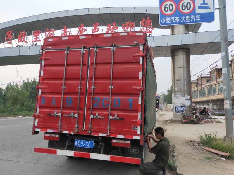 【精选】菊花苗包成活基地直发，一手货源，品种繁多，欢迎采