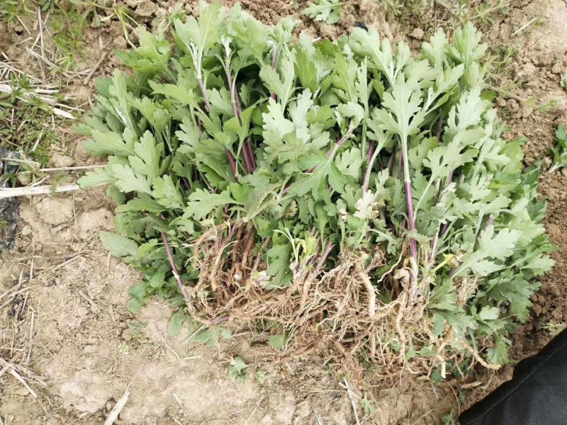 【精选】菊花苗包成活基地直发，一手货源，品种繁多，欢迎采