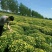 【精选】菊花苗包成活基地直发，一手货源，品种繁多，欢迎采