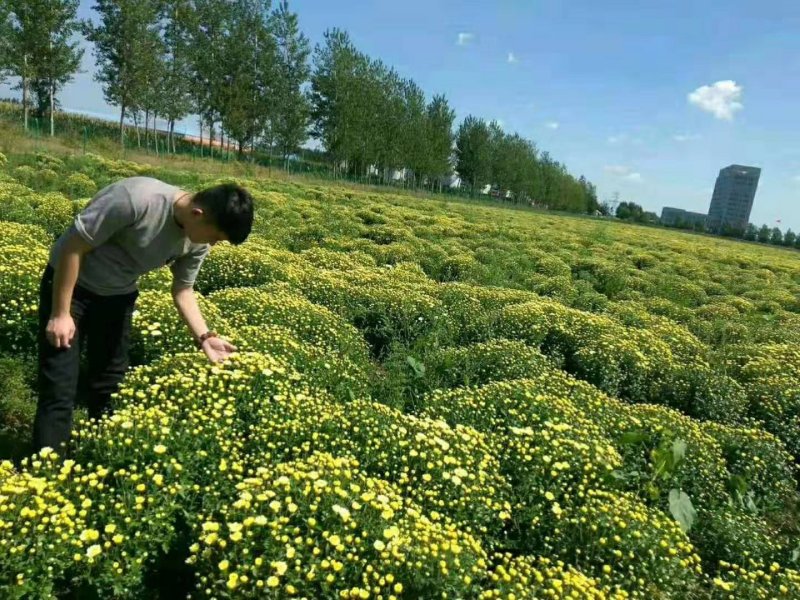 【精选】菊花苗包成活基地直发，一手货源，品种繁多，欢迎采