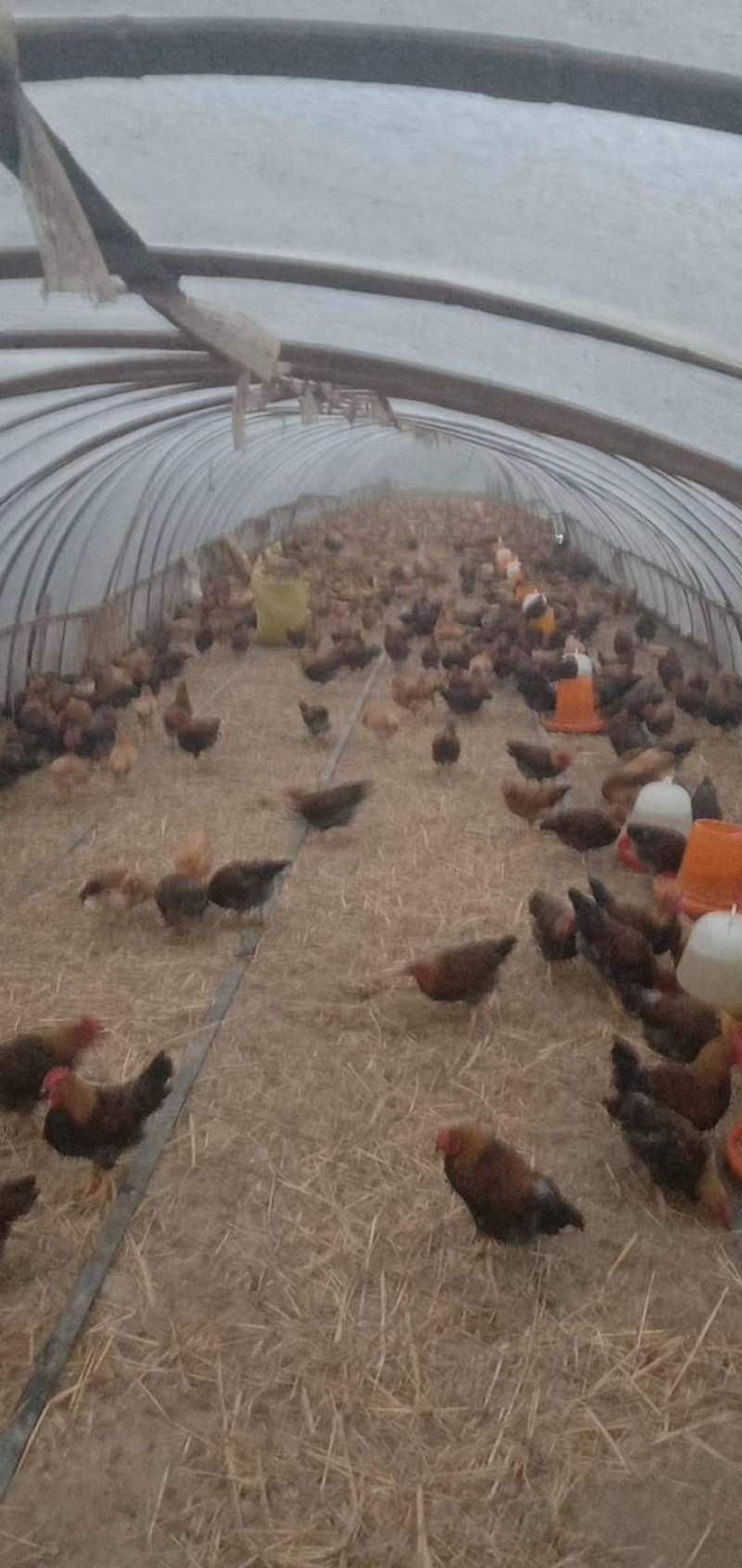 散养土鸡