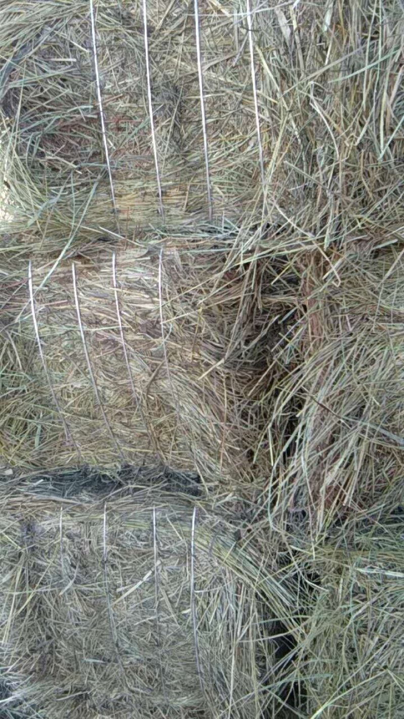 羊碱黑龙江自家草地的剪草，是牛羊的好伙伴吃完提高免疫力