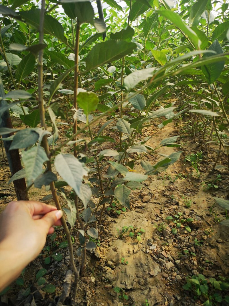 组培脱毒吉塞拉砧木苗6号Y1杯苗穴盘苗现挖现发