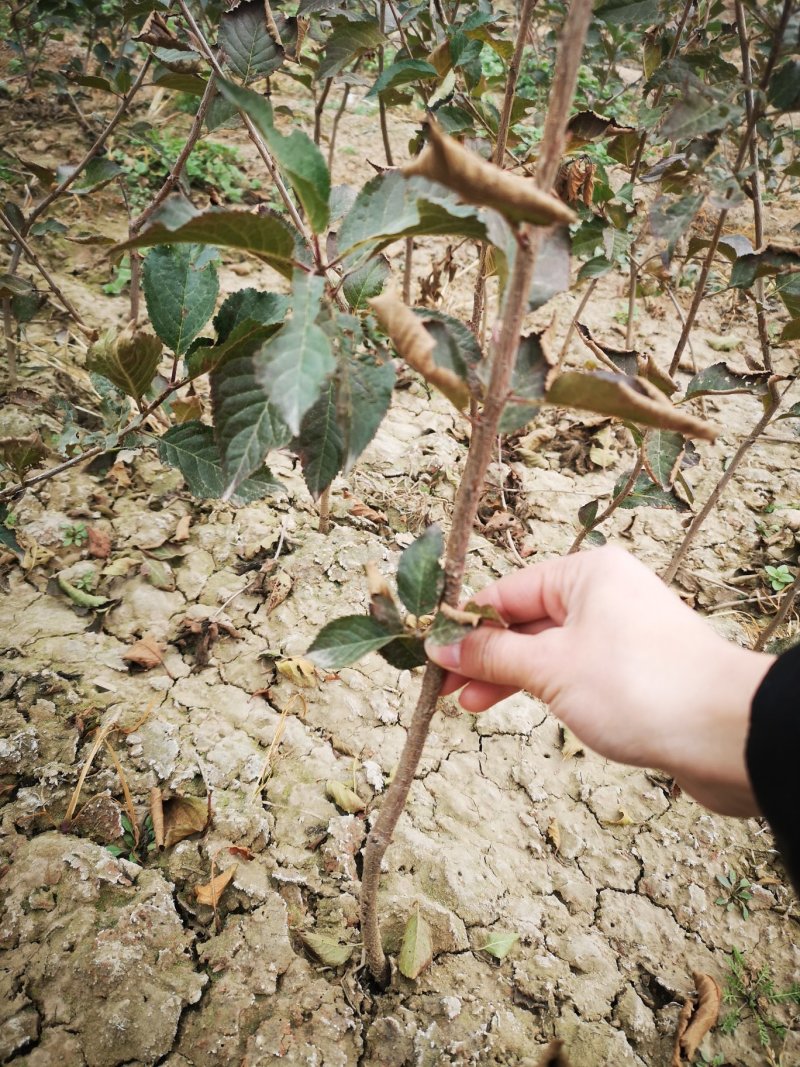 组培脱毒吉塞拉砧木苗6号Y1杯苗穴盘苗现挖现发
