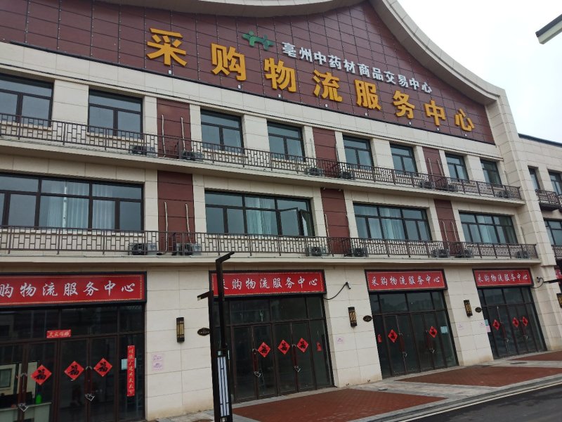 板蓝根籽板蓝根大叶小叶品种纯