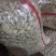 优质无芽保鲜蒜米双重筛选基地直供可视频看货选货