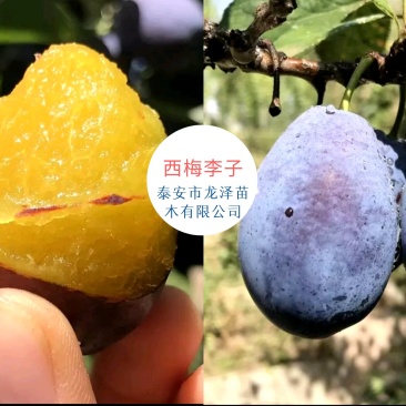 苗圃现挖李子树苗恐龙蛋味帝法兰西黄金奈李玫瑰皇后