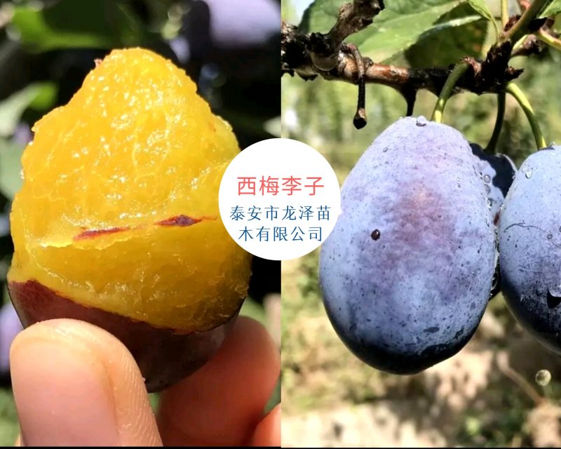 苗圃现挖李子树苗恐龙蛋味帝法兰西黄金奈李玫瑰皇后