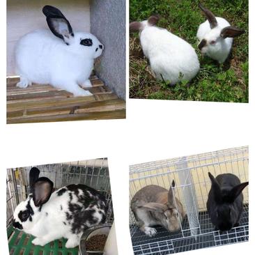 新西兰白兔大型肉兔种兔苗花巨兔伊拉兔莲山黑兔宠物兔子活物