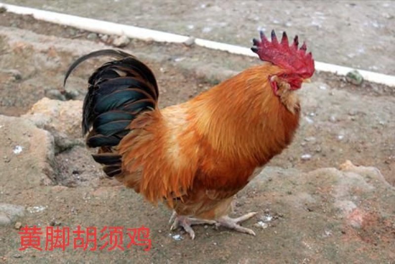 精品鸡苗，胡须鸡，出壳苗，公苗。