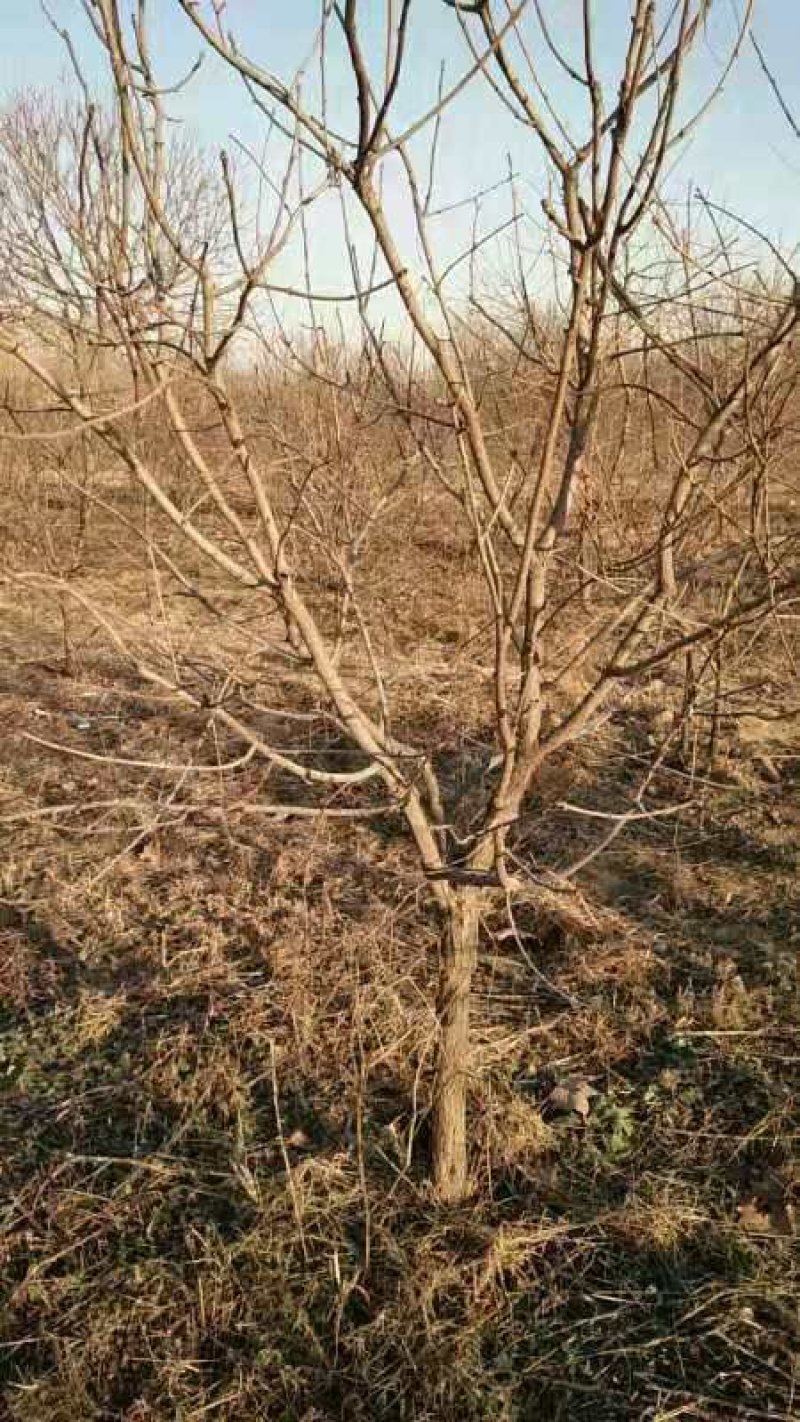 河北文冠果8公分文冠果工程用树量大文冠果基地欢迎各位选购