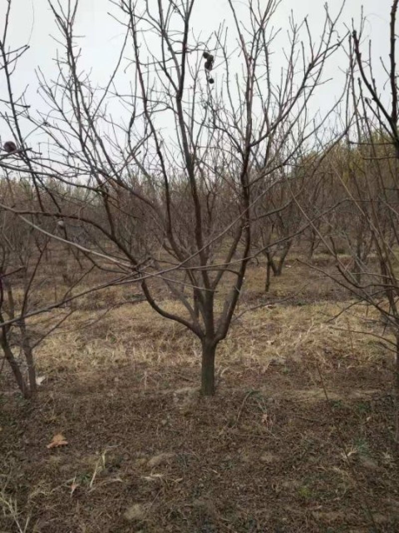 河北文冠果8公分文冠果工程用树量大文冠果基地欢迎各位选购