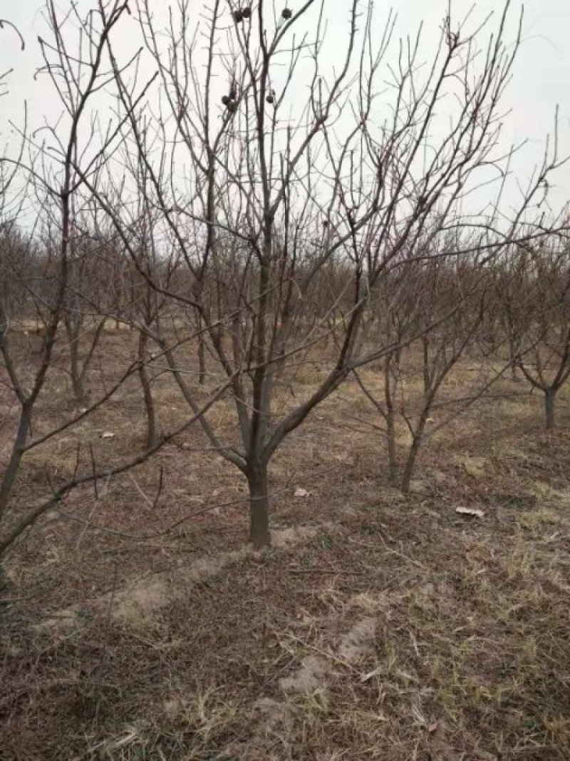 河北文冠果8公分文冠果工程用树量大文冠果基地欢迎各位选购