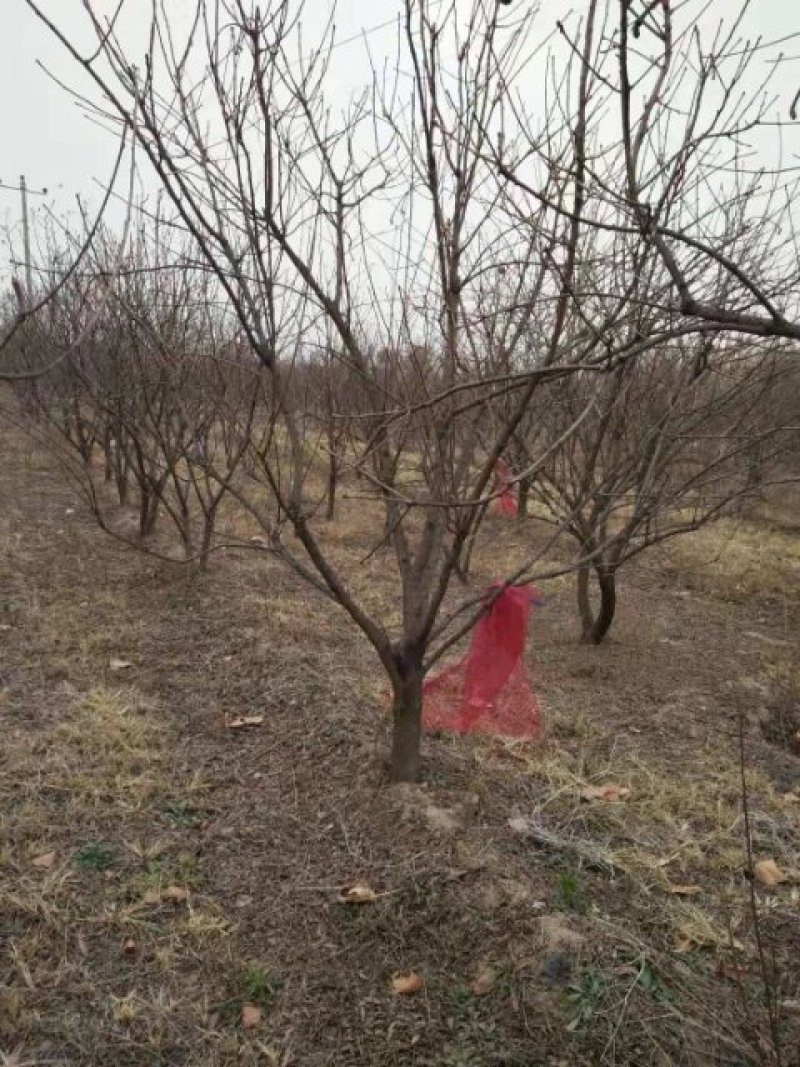河北文冠果8公分文冠果工程用树量大文冠果基地欢迎各位选购