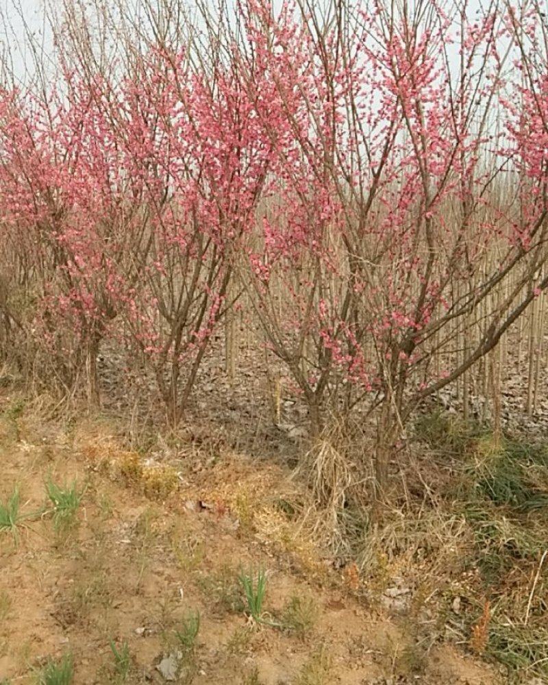 愉叶梅丛生的单珠的嫁接梅花颜色各异开花鲜艳