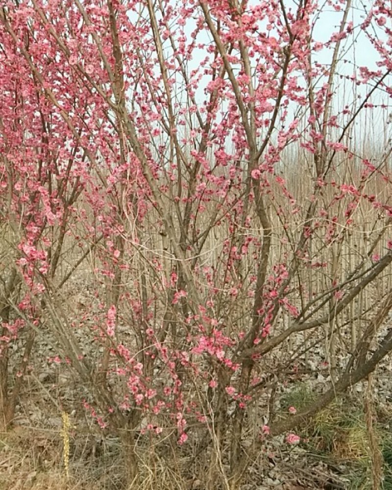愉叶梅丛生的单珠的嫁接梅花颜色各异开花鲜艳