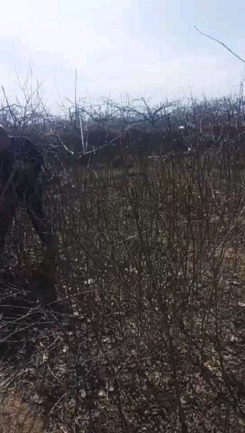 巴旦木树苗有称美国大杏仁树苗美誉中华扁桃！