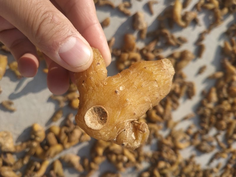 九华黄精食品级黄精个子干货无硫足干饱满有肉干净