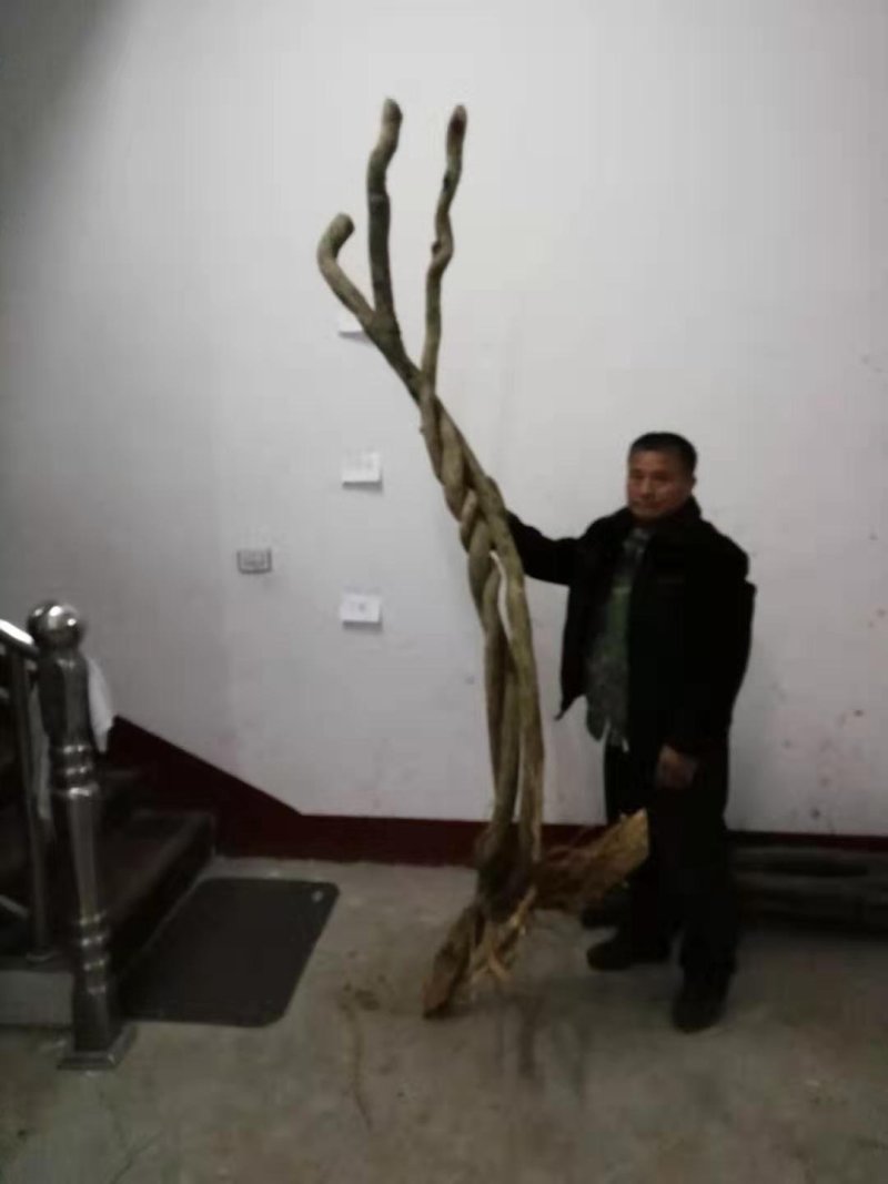 国藤开花颜色有深紫和浅紫两种都是比较上档次种庭院或门口