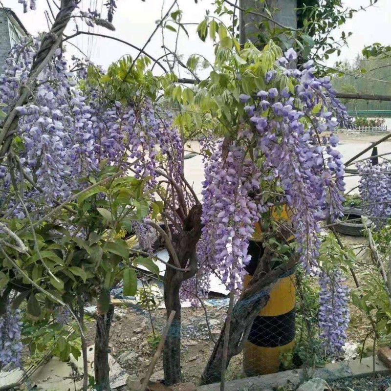 国藤开花颜色有深紫和浅紫两种都是比较上档次种庭院或门口