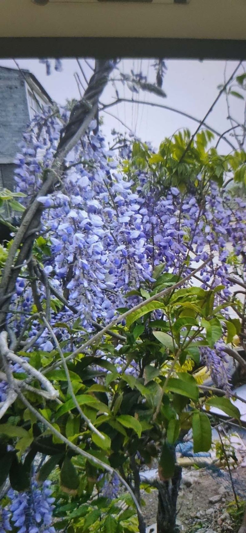国藤开花颜色有深紫和浅紫两种都是比较上档次种庭院或门口